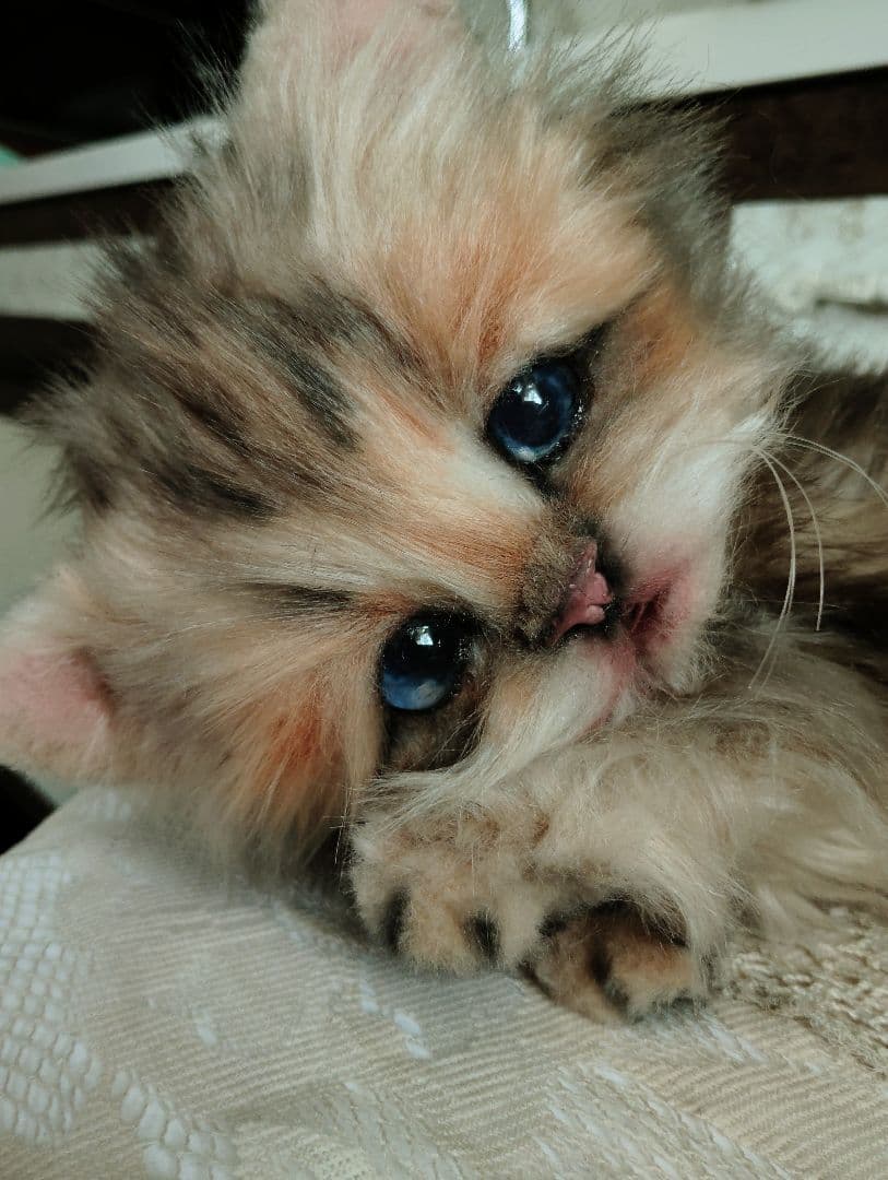 リアルサイズ♡チンチラゴールデン子猫♡ラブちゃん♡アートドール♡ぬいぐるみ♡