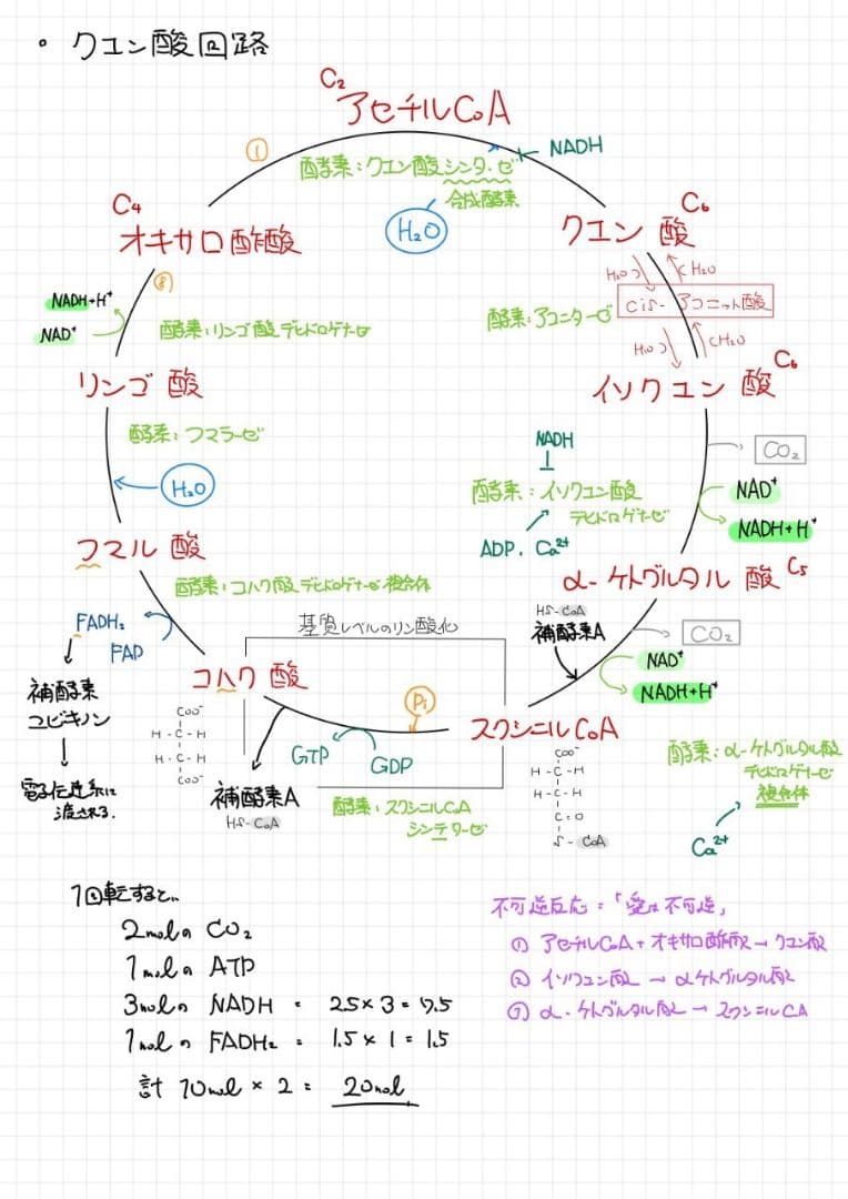 ※Rxxxma 2024改訂版 エッセンシャル細胞生物学 自作問題集