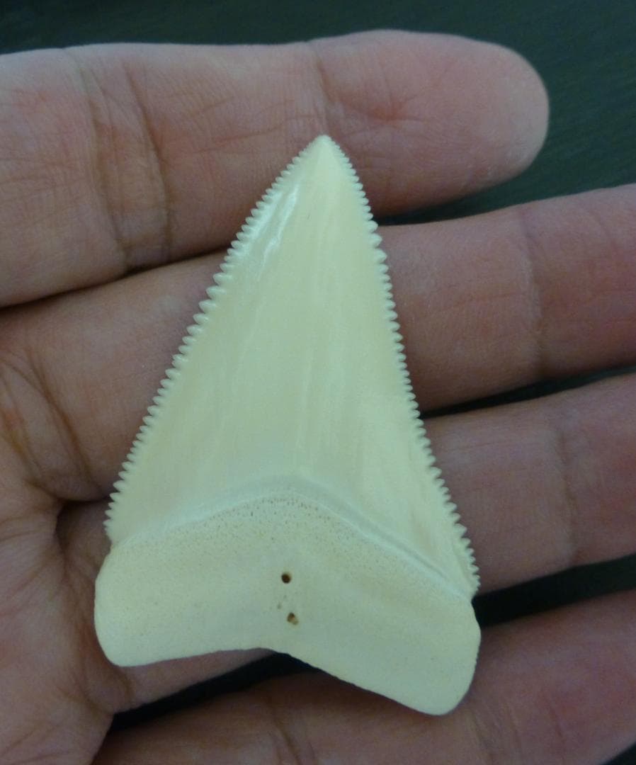 【NASUSAN専用】ホジロザメ（C. carcharias）の歯 56.2ｍｍ