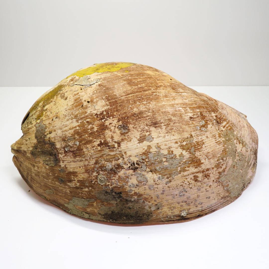【特大・希少】イナヅマ ヤシガイ 45cm 1.6kg インテリア 標本