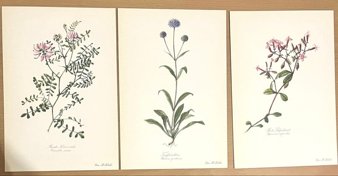 No.290ドイツ ビンテージ 紙もの ボタニカルアート 植物図鑑 水彩画