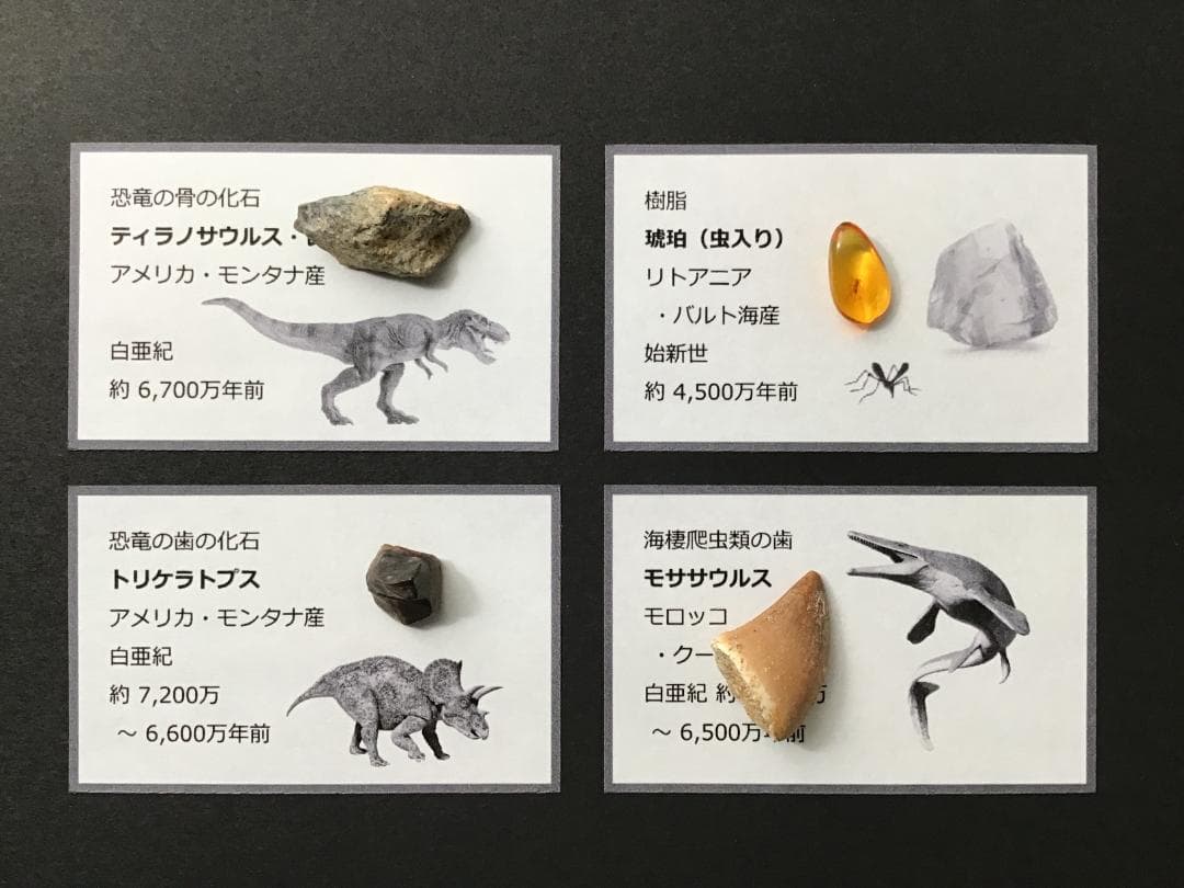 化石 4種 [ZE38] トリケラトプス ティラノサウルス 琥珀 モササウルス